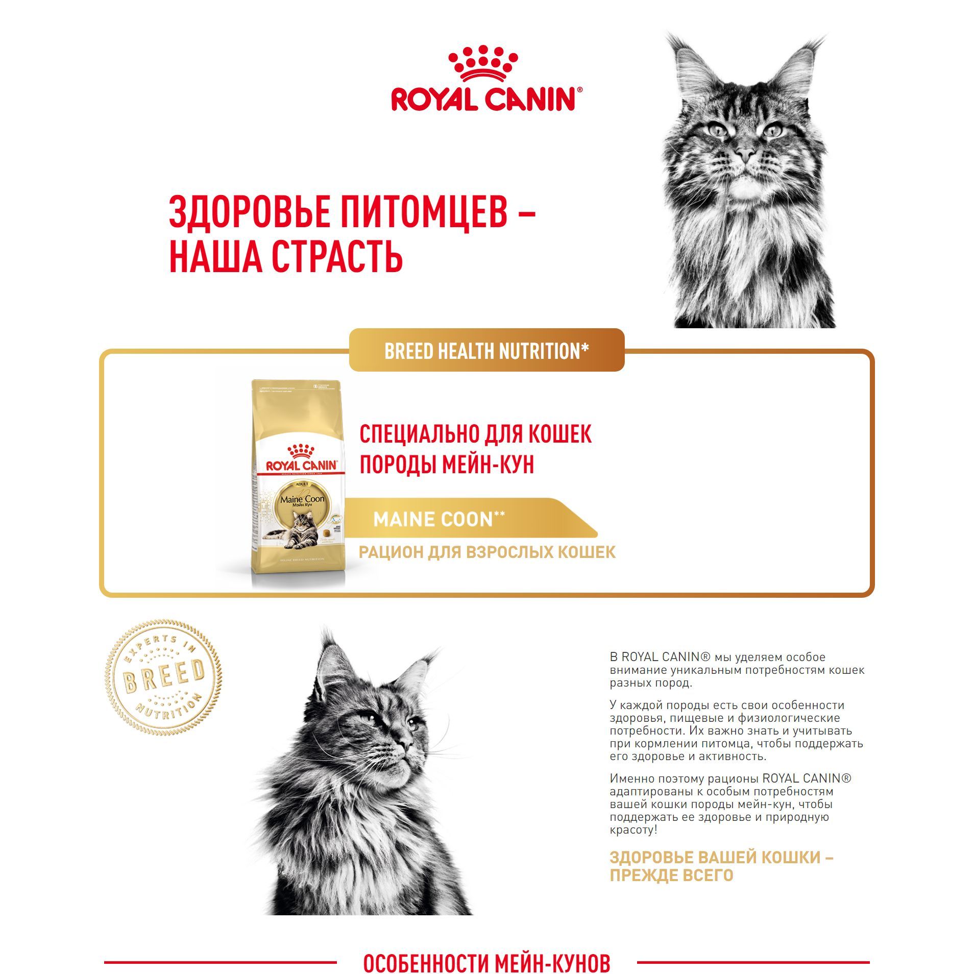 Royal Canin Maine Coon Adult корм для взрослой кошки породы Мэйн Кун 10 кг  - купить с доставкой по выгодным ценам в интернет-магазине OZON (508855087)