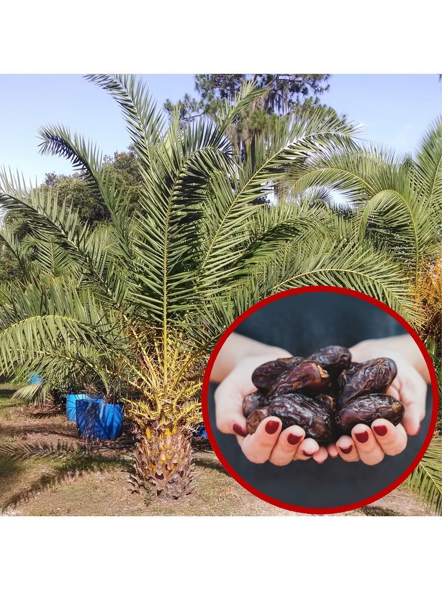 Кемпірді сиқырлау Секс жас Орынбор