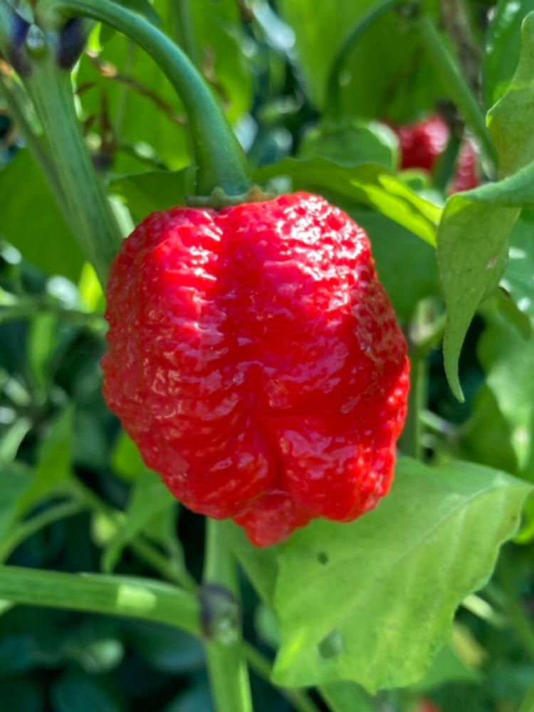 Семена Острый перец Trinidad Moruga Scorpion red (тринидад моруга скорпион красный), 5 штук  #1