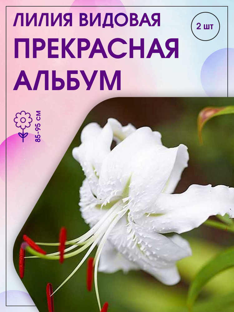 Поиски лилии. Лилия видовая прекрасная альбум. Лилия май Веддинг. Лилия видовая прекрасная альбум фото и описание. Лилии поиск упаковка.