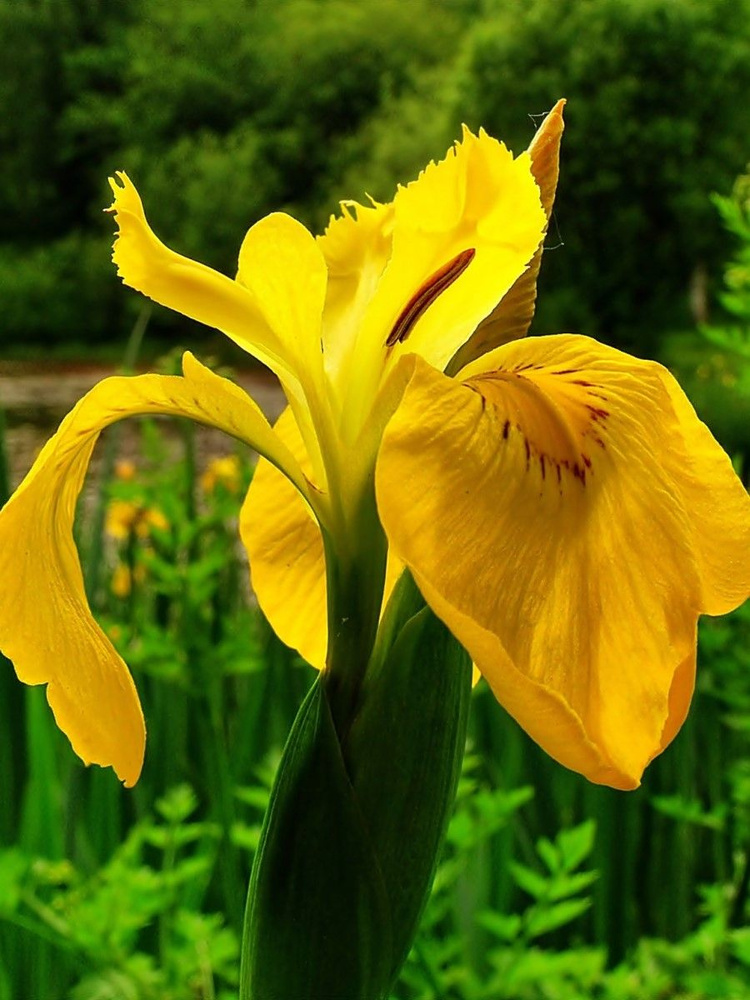 Семена Ирис болотный жёлтый (Iris pseudacorus), 10 штук #1