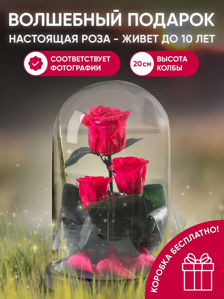 Роза Саммер Мэмориз (Rosa park Summer Memories) 10 -11 л 4-5 лет