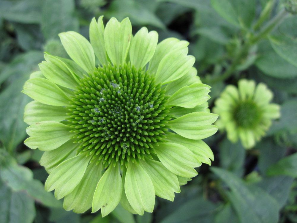 Эхинацея пурпурная Грин Джуэл - купить с доставкой по выгодным ценам в ...