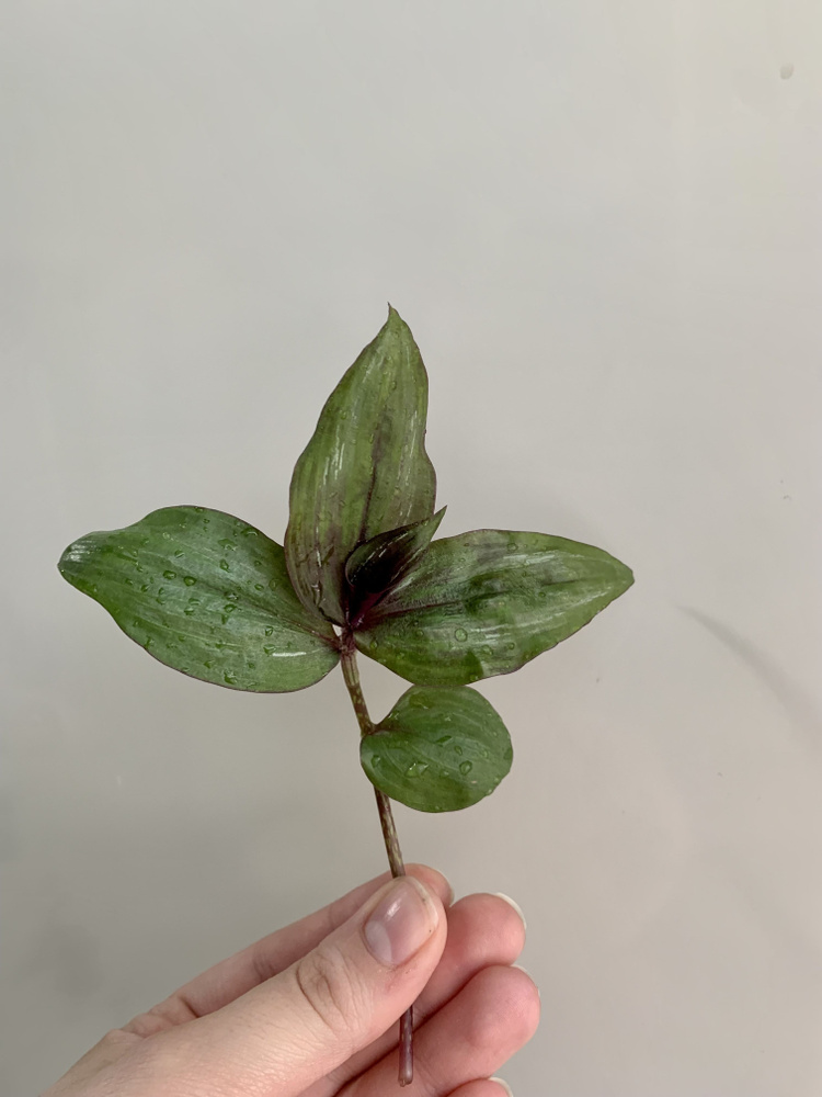 Традесканция zebrina purpusii Brukner (тайская зеленая) срезанная веточка -  купить с доставкой по выгодным ценам в интернет-магазине OZON (1009049358)