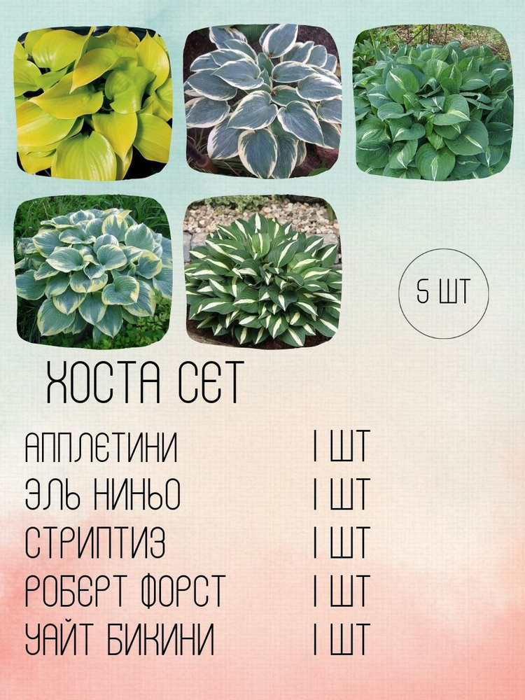 Хоста растение/Корни для посадки - купить с доставкой по выгодным ценам ...