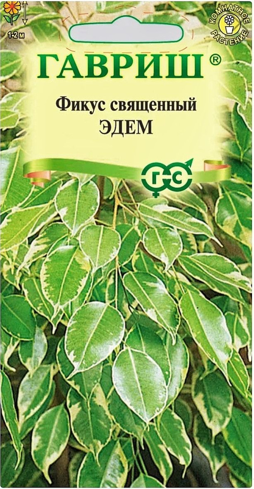 Фикус карликовый - Ficus pumila - Описание таксона - Плантариум