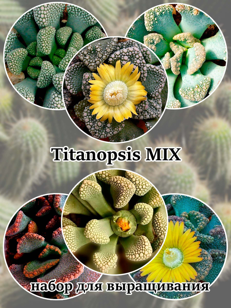 Суккулент Titanopsis MIX набор для выращивания (семена, грунт, горшочек, инструкция по посеву).  #1