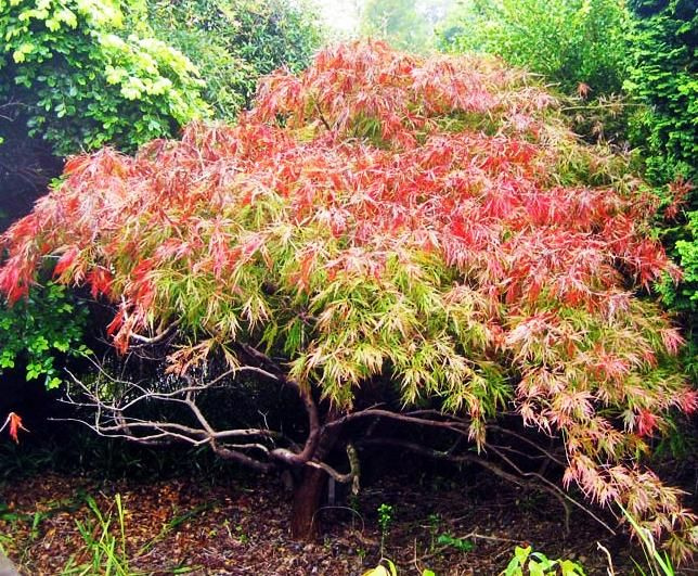 Клен Баттерфляй, саженец 1 шт. купить на OZON по низкой цене (1746219682)