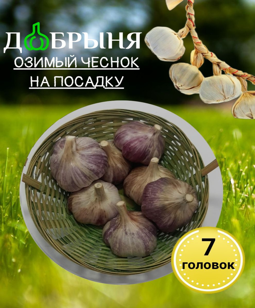 Добрыня Луковицы,7кг #1