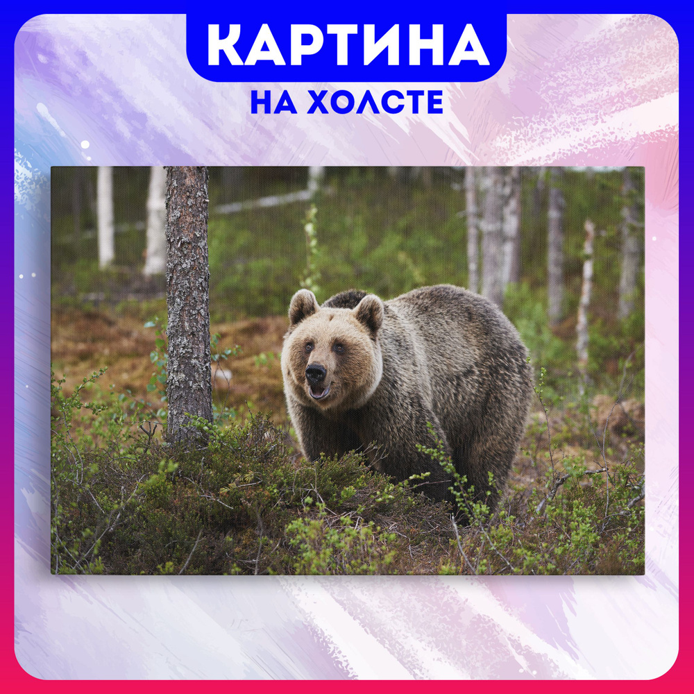 Картина на холсте медведь животные природа (10) 30х40 см - купить по низкой  цене в интернет-магазине OZON (1179395009)