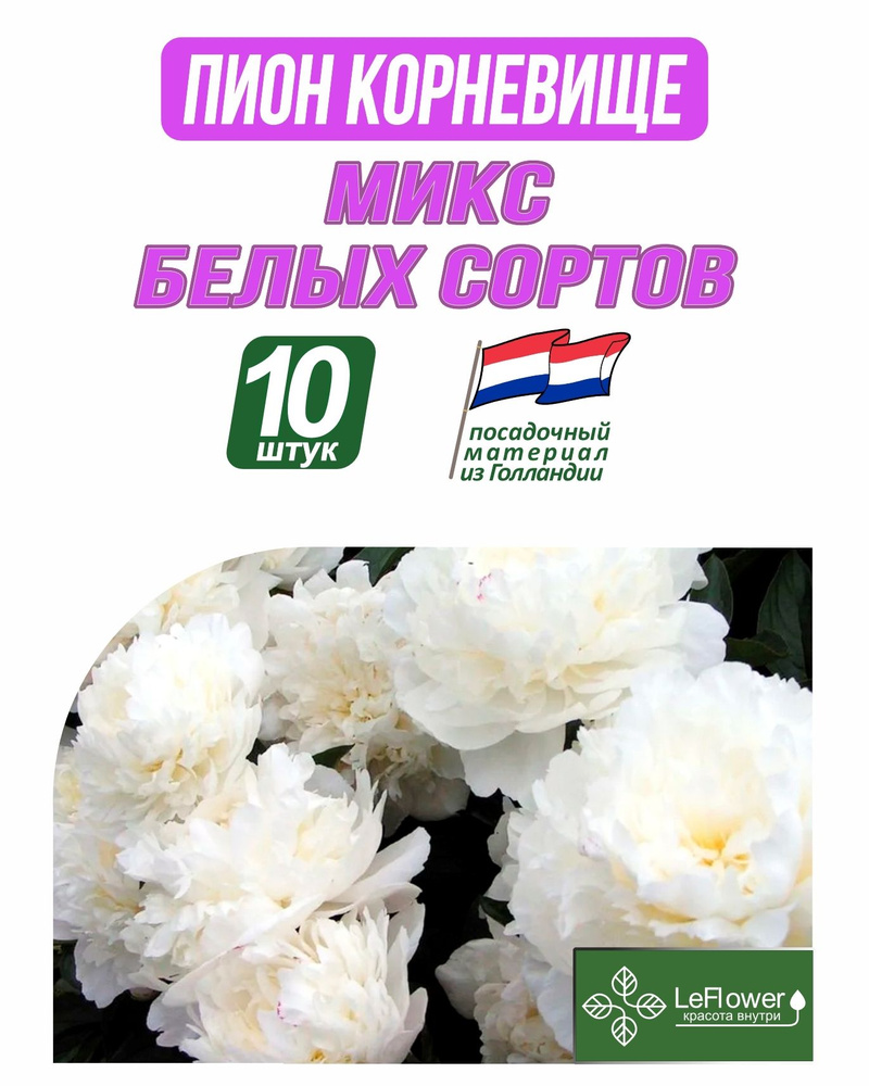 Пион Корневище, Микс белых сортов, 10шт #1