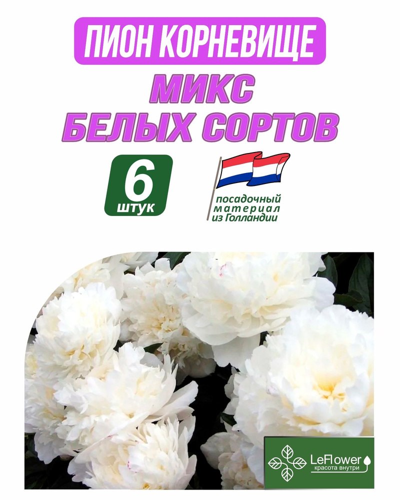 Пион Корневище, Микс белых сортов, 6шт #1