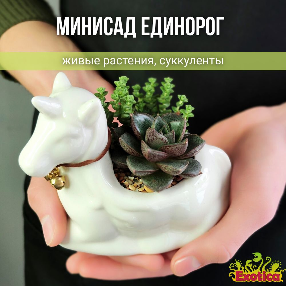 Минисад "Единорог" #1