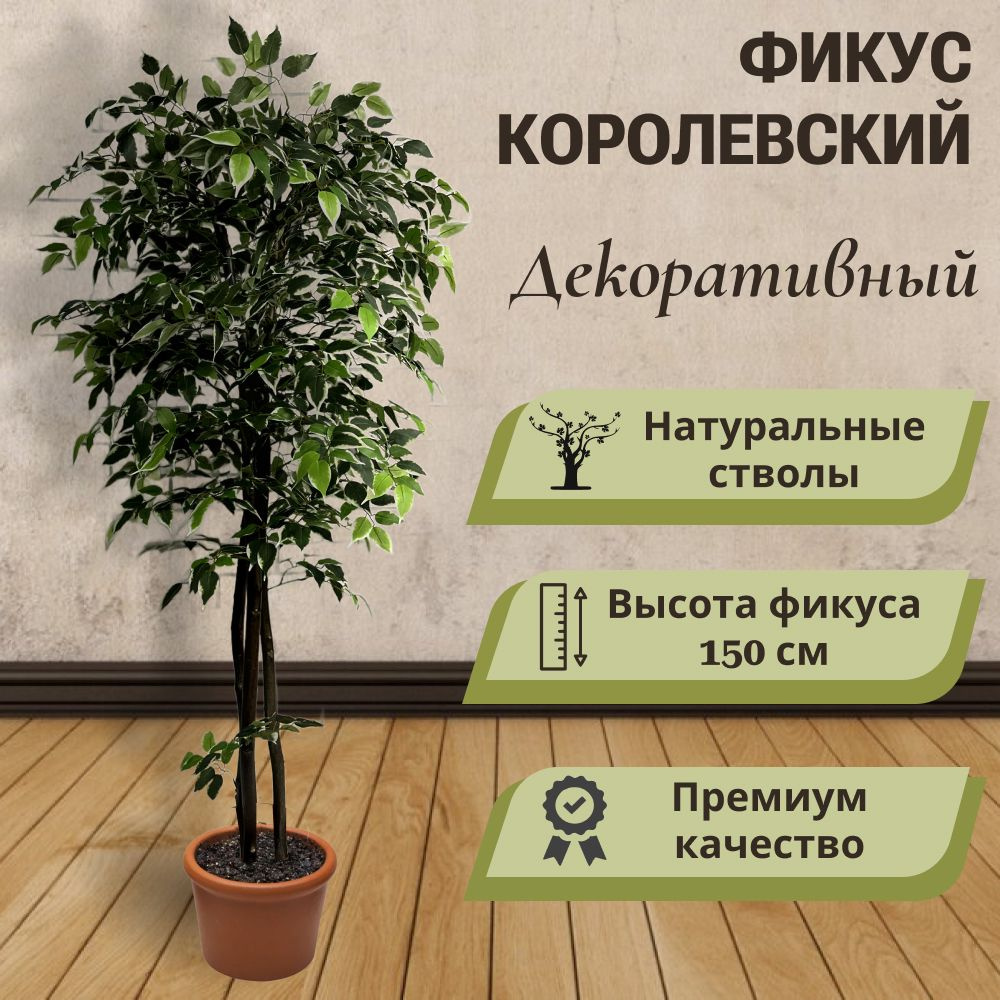 Купить Искусственное дерево фикус Королевский 150см,декоративный цветок ...