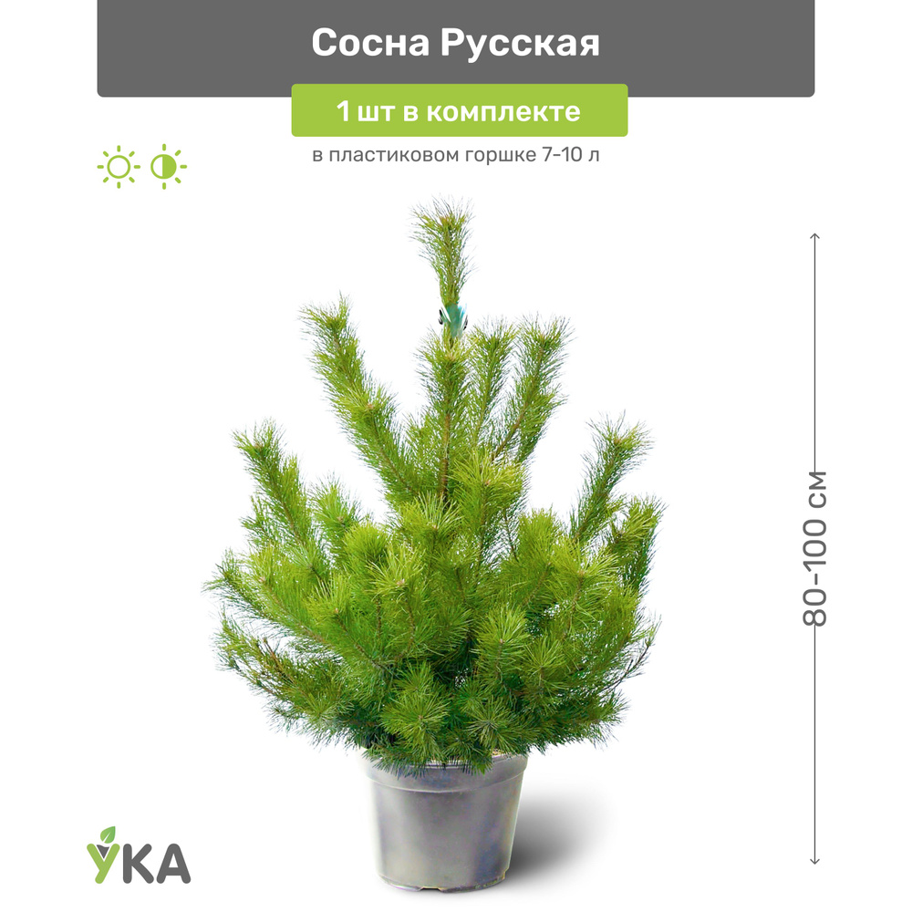 Сосна Русская (обыкновенная) 80-100 см в пластиковом горшке 15-25 л ...