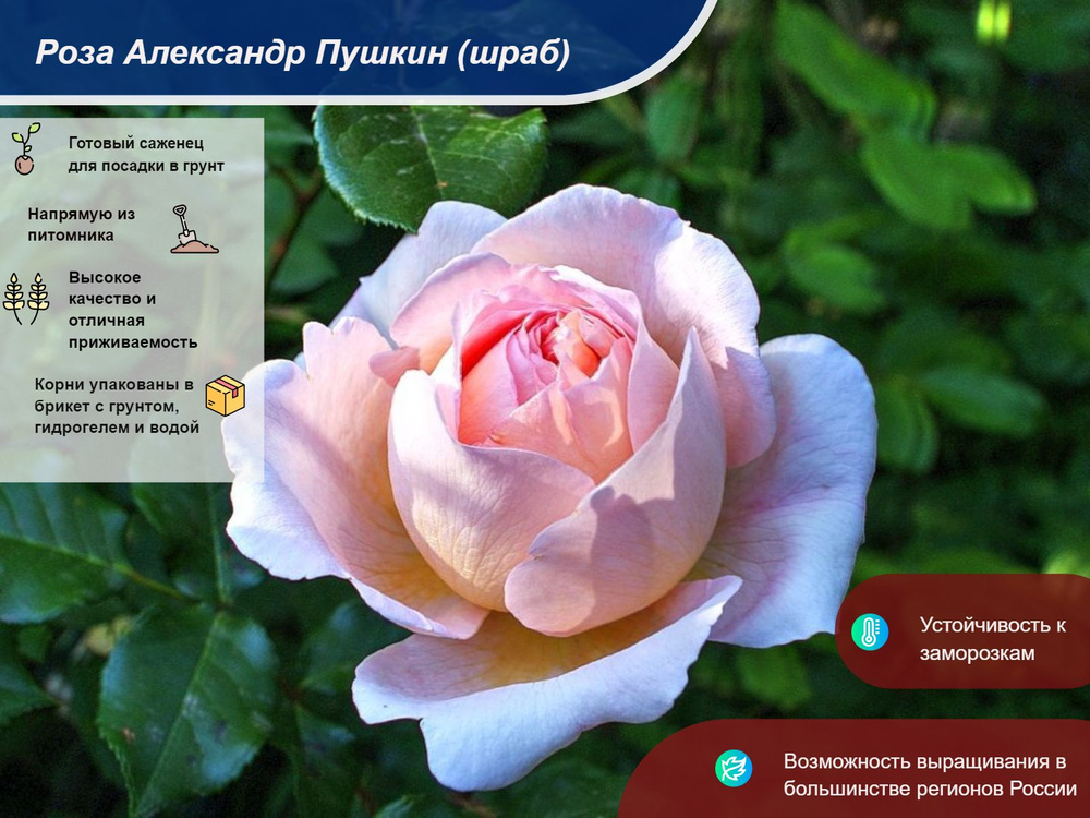 Саженец #1