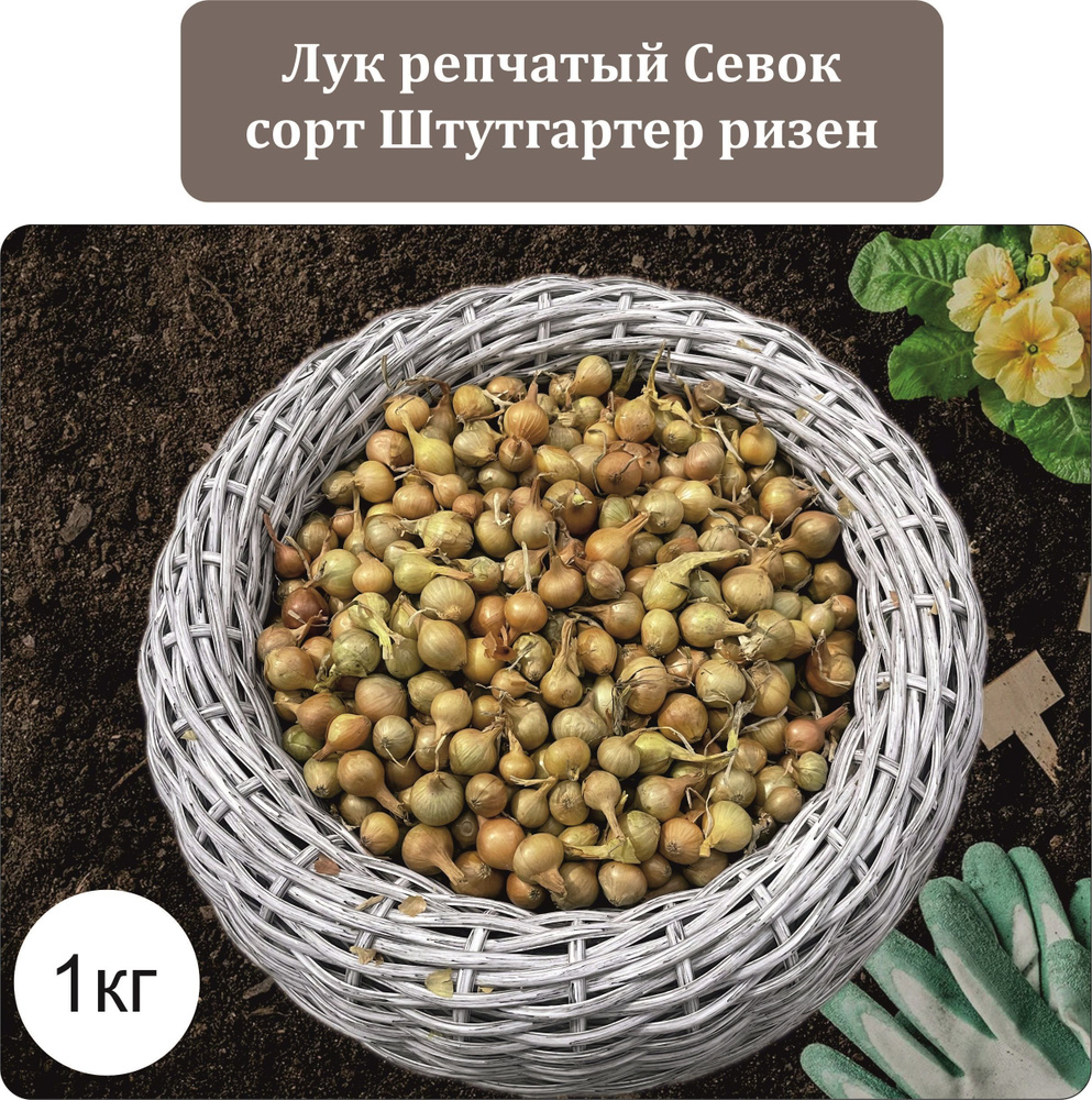 Луковицы Лук севок, Лук купить по выгодной цене в интернет-магазине ...