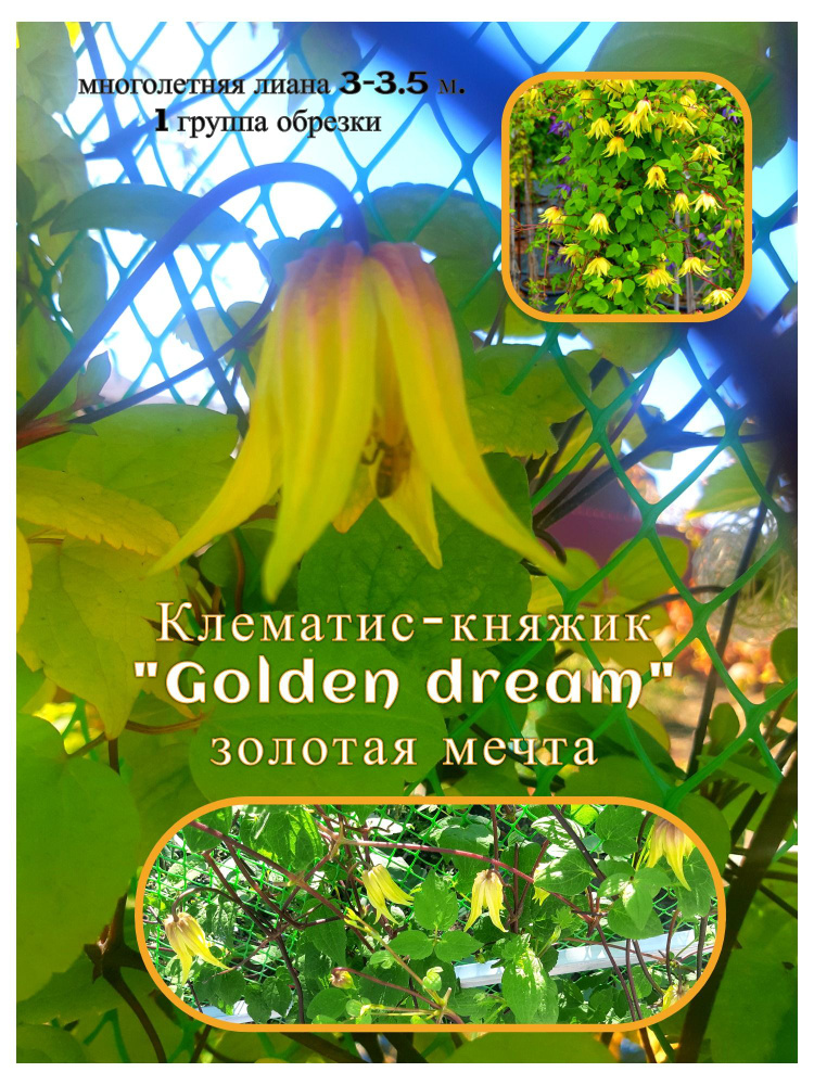 Вьюн Клематис-княжик "Golden dream" 10 шт. #1