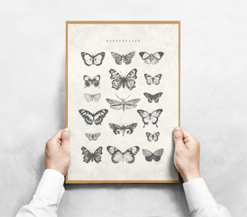 Постер / Плакат / Картина Бабочки