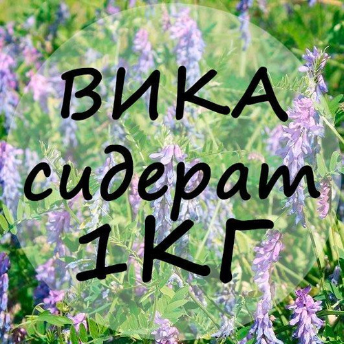 Вика сиқырды сорады Вика сиқырды сорады