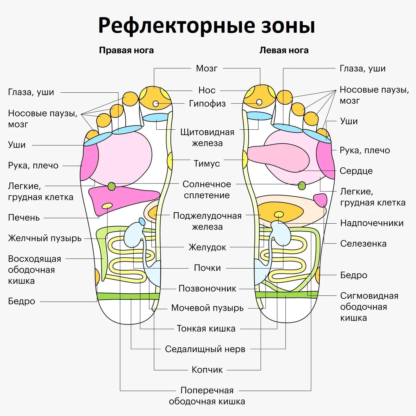Внутренние органы на теле человека. Акупунктурные точки Акупрессура, Тело, Точки