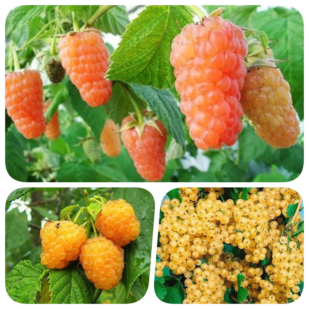 Куст малины Оранжевое чудо с ягодами