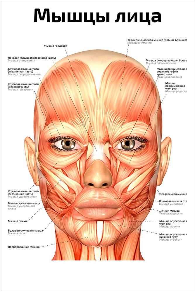 Плакат обучающий А2 ламинир. Мышцы лица анатомический 457x610 мм