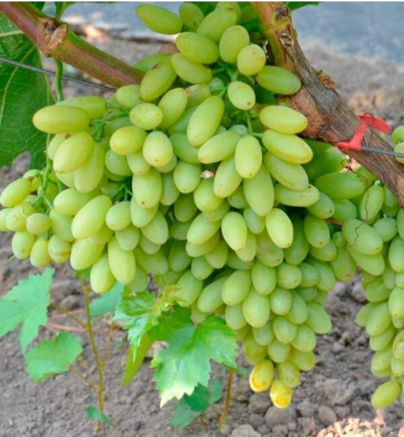 Виноград винный Рислинг - купить с доставкой по выгодным ценам в интернет-магази