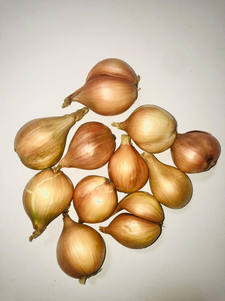 Луковицы Лук, Лук севок Березовский аристократ КФХ «НАДЕЖДА» купить по ...