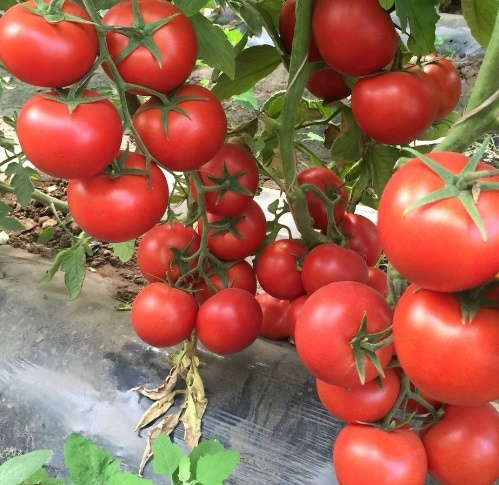 Cherry Tomato Red Pear aka Bottle tomato 75 day Etsy