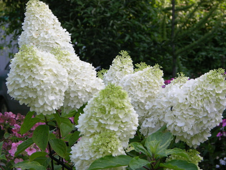 Гортензия метельчатая Мэджикал Кэндл - купить с доставкой по выгодным ...