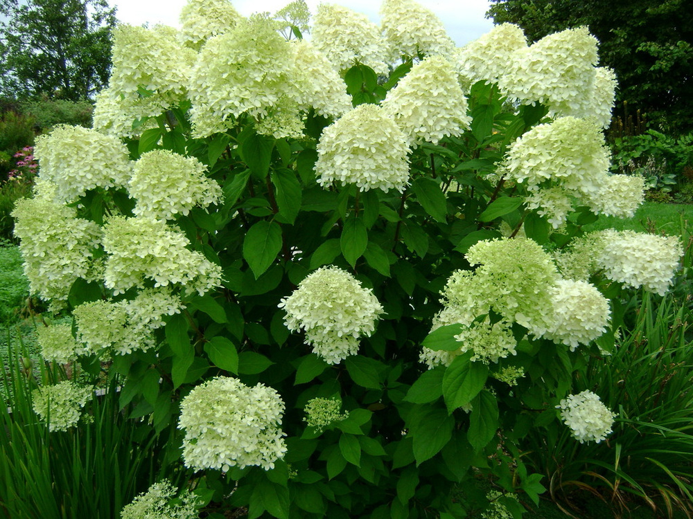 Гортензия метельчатая Лаймлайт - купить с доставкой по выгодным ценам в ...