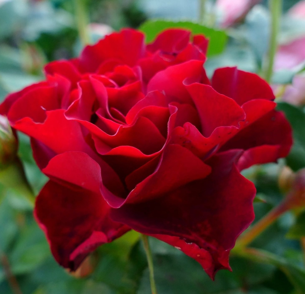 Роза чайно-гибридная Хоммаж Барбара - купить с доставкой по выгодным ...