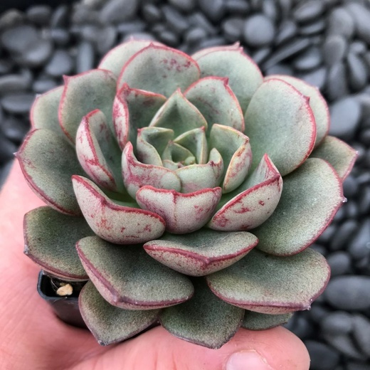 Эхеверия Морани (Echeveria Moranii) D5см #1