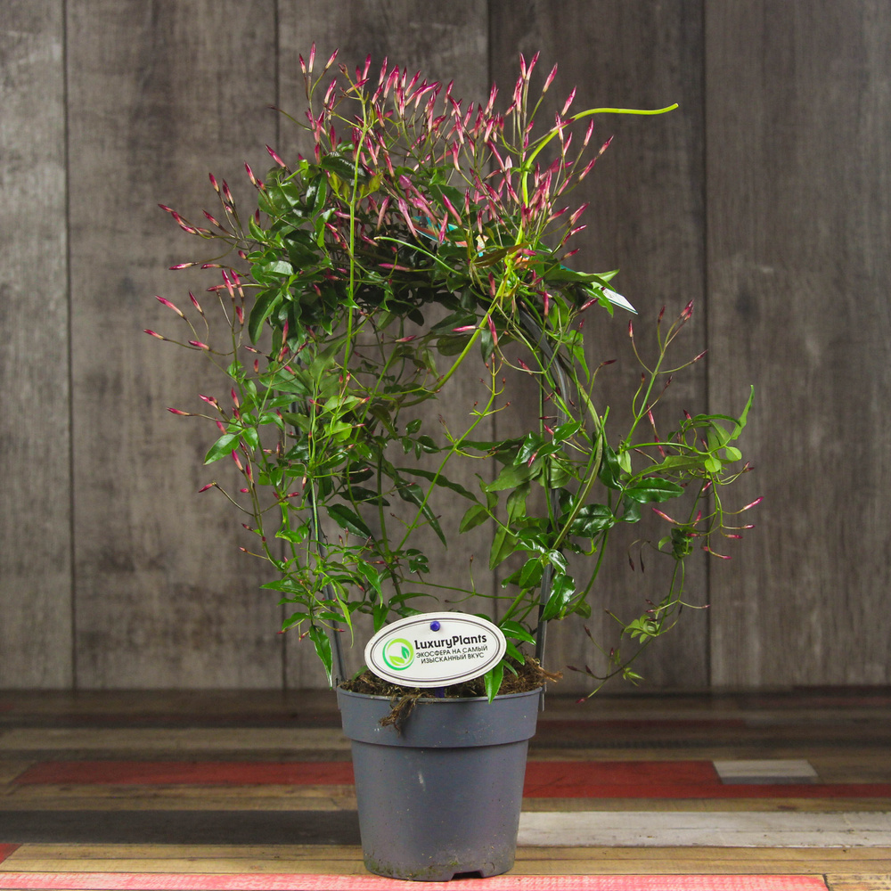 Жасмин LuxuryPlants розовый, 12 дм, 1 шт - купить по выгодной цене в ...