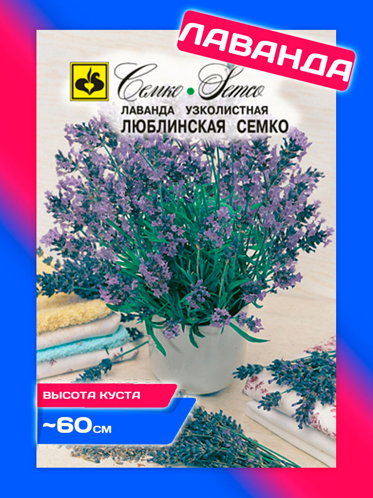 Лаванда люблинская семко. Семена лаванды. Лаванда люблинская семко. Лаванда луковичное растение. Люблинская семко лаванда отзывы.