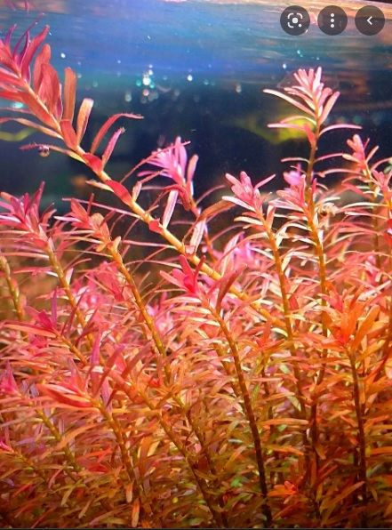 Аквариумные растения Роталы (Rotala), 3 Вида, Живые аквариумные ...
