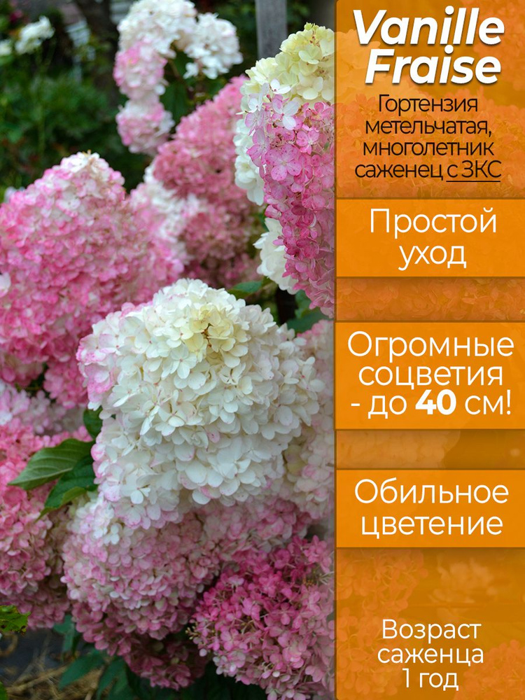 Гортензия Ванилла Фрайз, возраст саженца - 1 год, с ЗКС #1