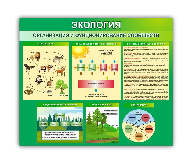 Стенд информационный Организация и функционирование сообществ в кабинет биологии 990х745мм  #1