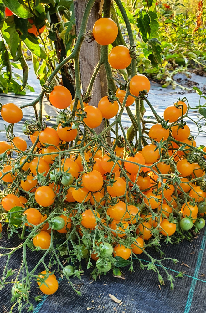 Семена Томата ЖЕЛТЫЙ КВАРЦ МУЛЬТИФЛОРА (Yellow Quartz) / Seeds And Goods / в пакетике zip-lock без полиграфии #1