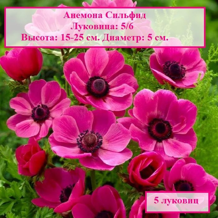 Анемона Сильфид (5 луковиц) #1