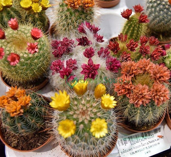 Цветущий кактус Микс (Cactus Mix with flower) D5см #1