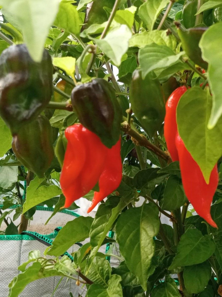 Семена Острый перец Habanero maya red, 5 штук #1