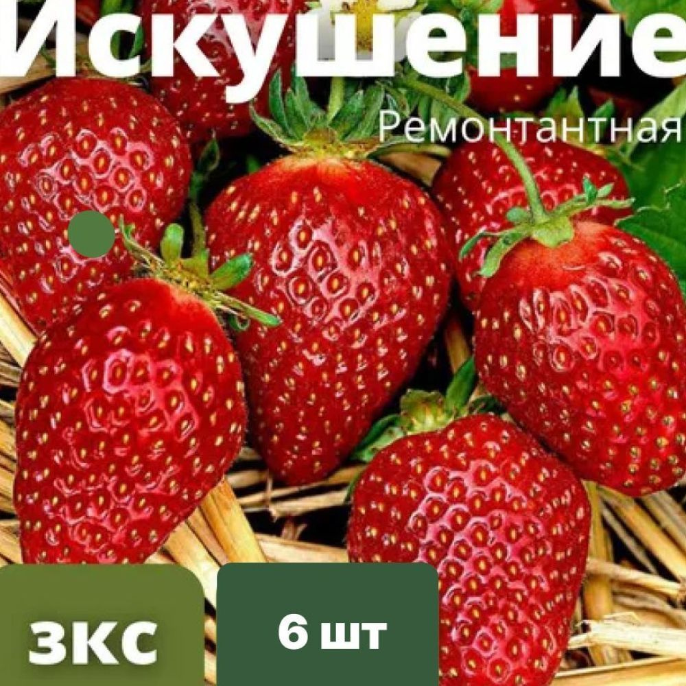 Клубника "Искушение" РЕМОНТАНТНАЯ 6 штук саженцев #1