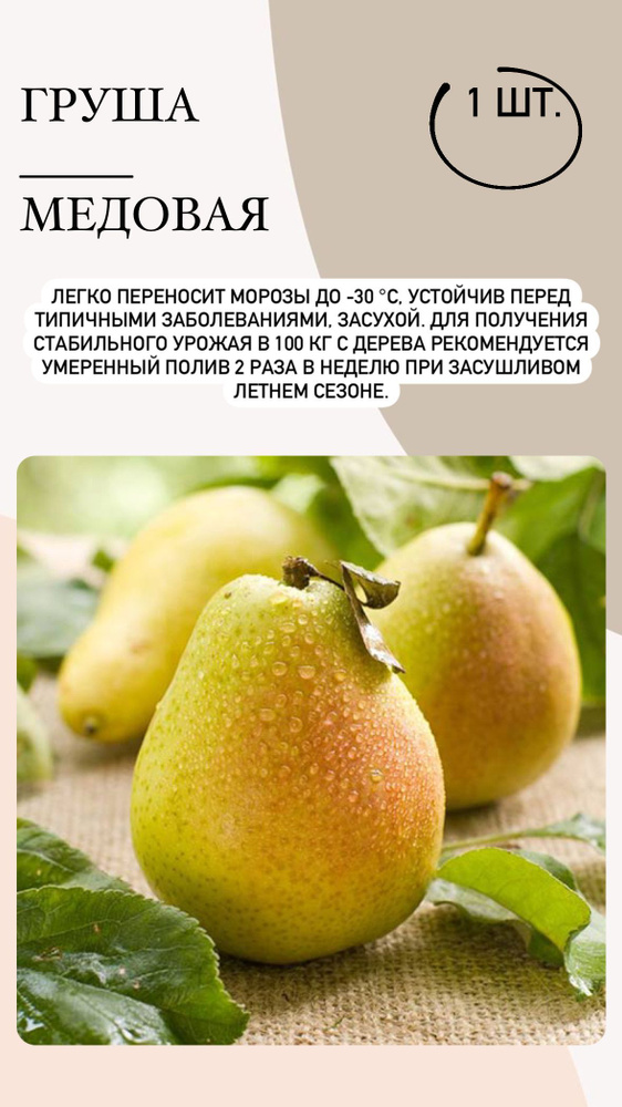 Луковицы Груша купить по выгодной цене в интернет-магазине OZON ...