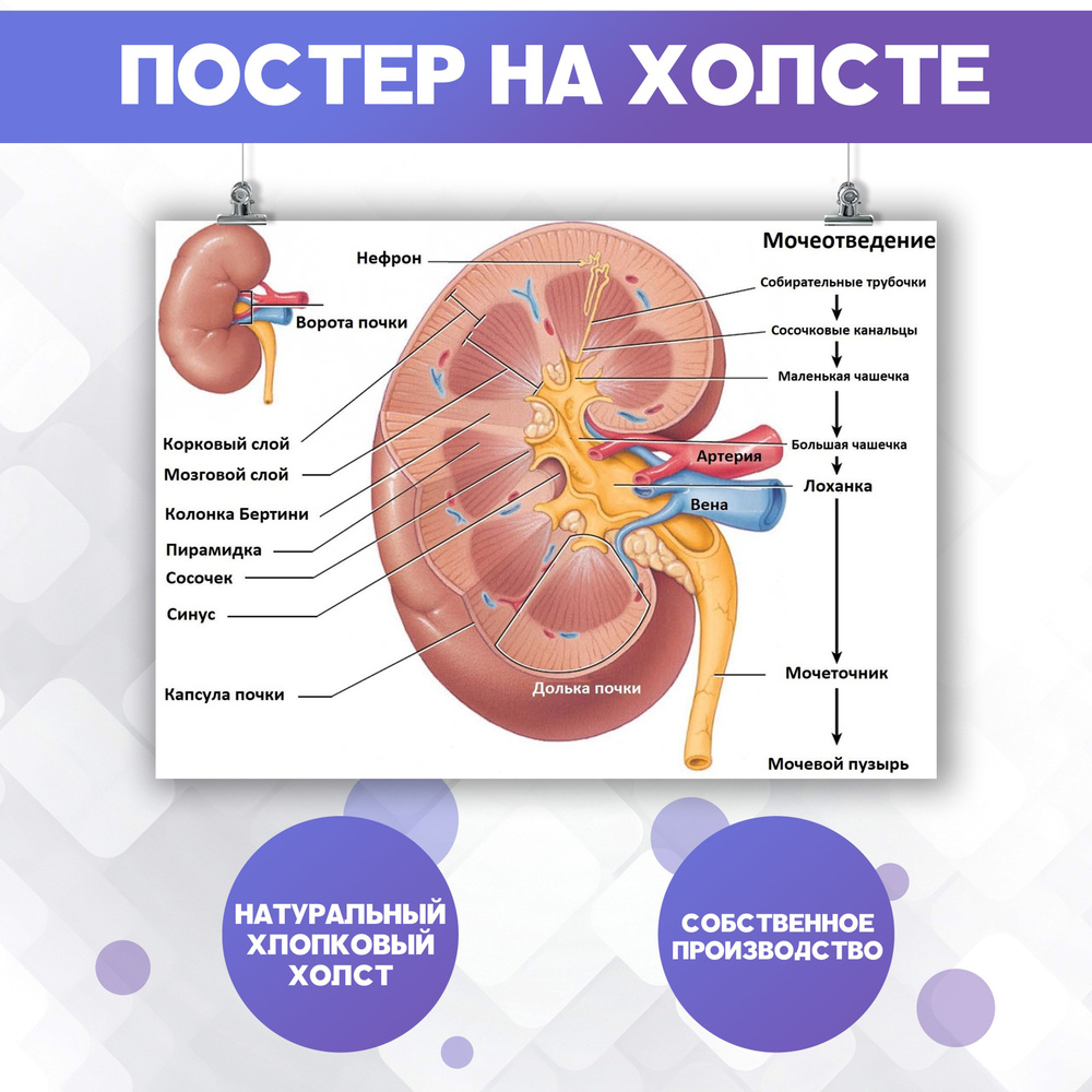 Постеры для интерьера на стену - Строение почки Анатомия Медицина Биология  50х70 см