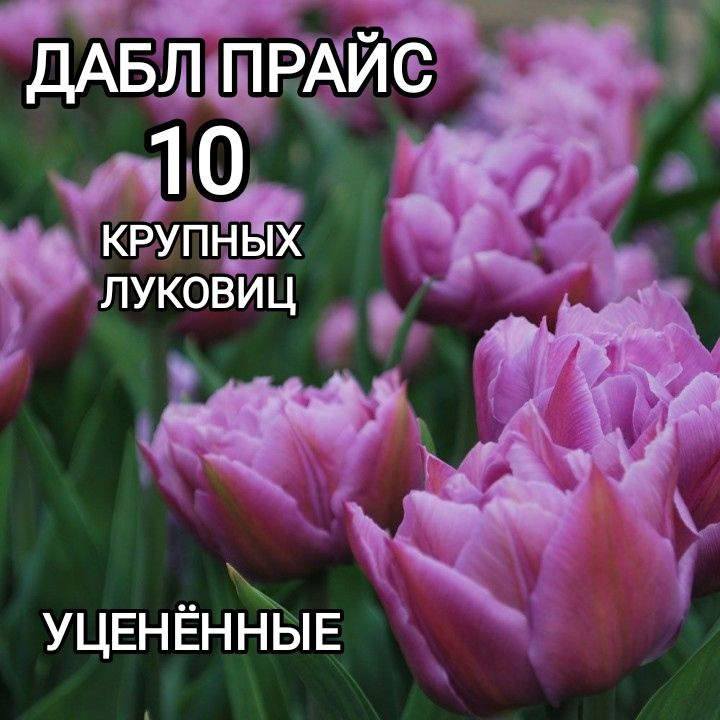 Луковицы купить по выгодной цене в интернет-магазине OZON (1229091280)