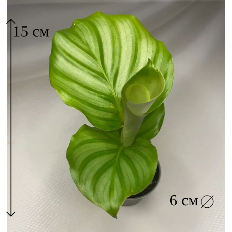 Калатея Орбифолия 6/15 #1