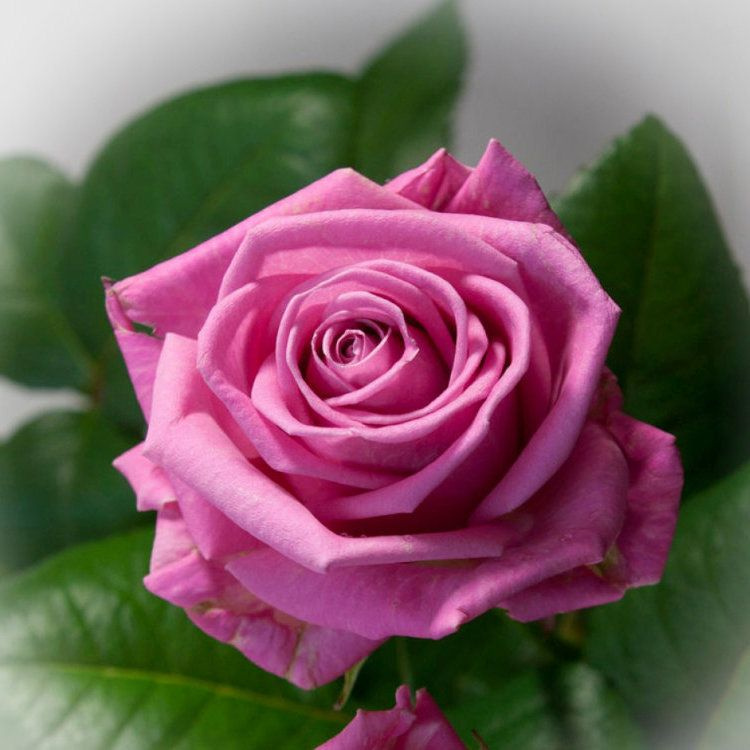 Роза чайно-гибридная Аква - купить с доставкой по выгодным ценам в ...