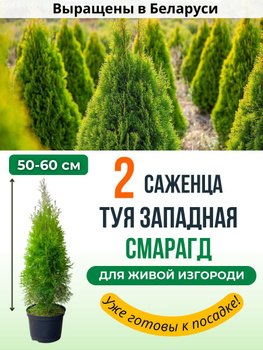 Укрытие для туи на зиму «Зимний Домик» с завязками (В:2,5хШ:1,5 м)